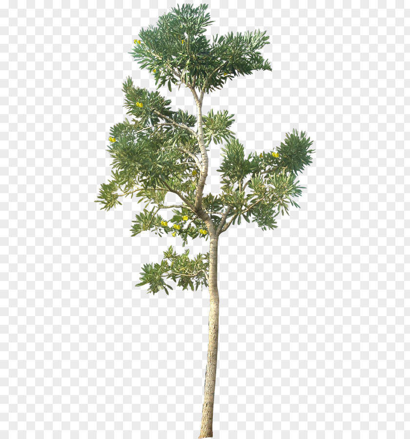 Vegetacion Tree Architectural Rendering PNG