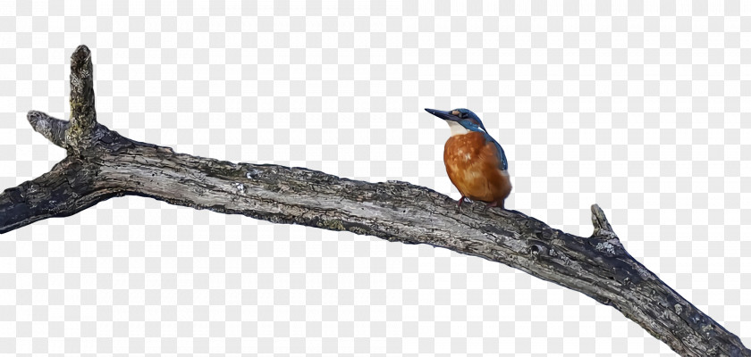 Birds Beak Animal Figurine Meter Twig PNG
