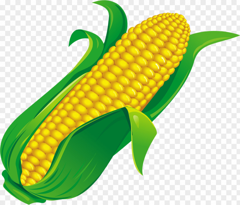 Corn On The Cob Maize Food Ingredient PNG