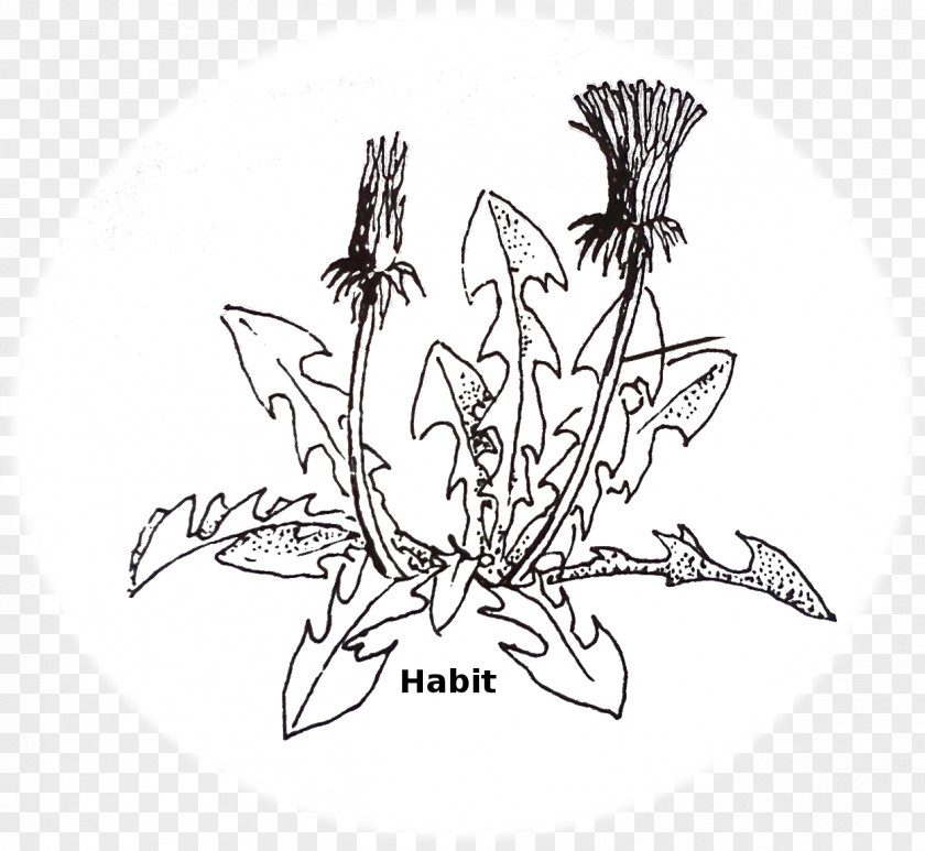 Dandelion Leaves Visual Arts Line Art Sketch PNG