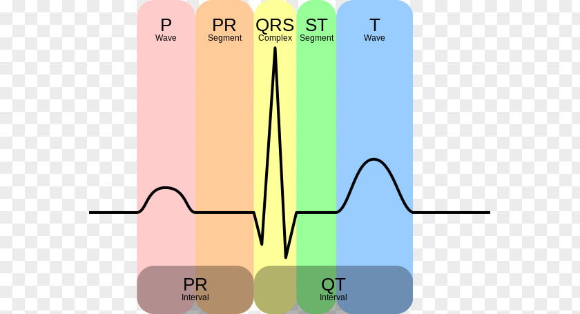 Ecg Test Electrocardiogram Sinusrytme QT Interval QRS Complex Heart PNG
