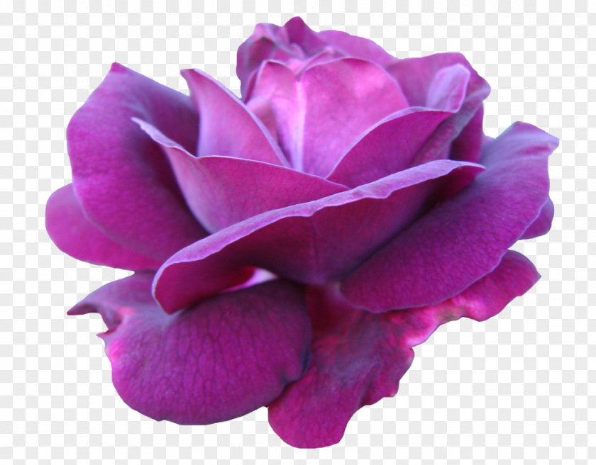 Flower Garden Roses Cabbage Rose Floribunda Pink Cut Flowers PNG