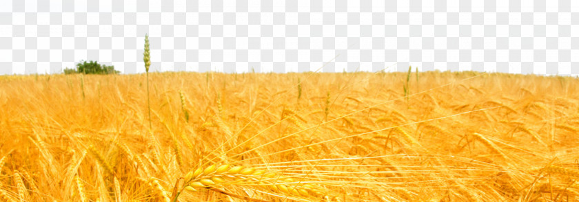 Golden Wheat Field Oat Cereal Rice Paddy PNG