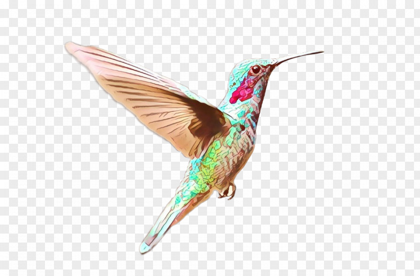 Hummingbird Fauna Beak Feather PNG