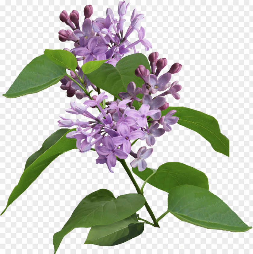 Lilac Violet Syzygium Aromaticum Purple PNG