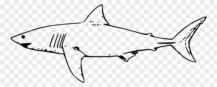 Shark Great White Jaws Drawing Clip Art PNG