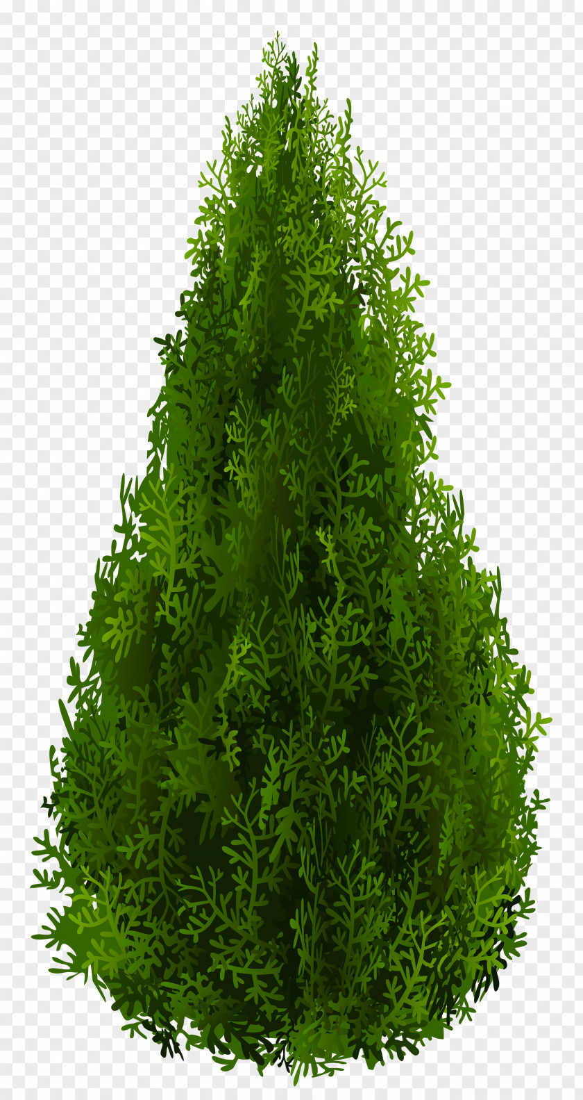 Cypress Clipart Picture Shrub Tree Spruce Clip Art PNG