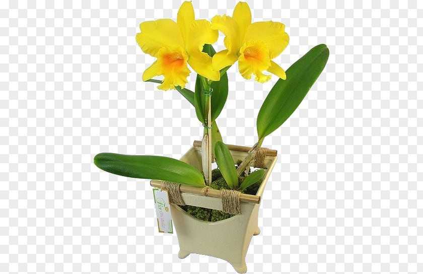 Flower Cattleya Orchids Moth Boat Orchid PNG
