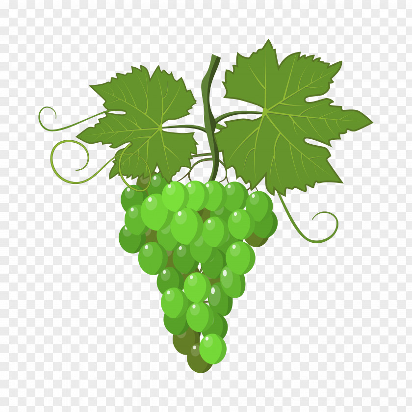 Grapes Grapevines Wine Stock Photography PNG