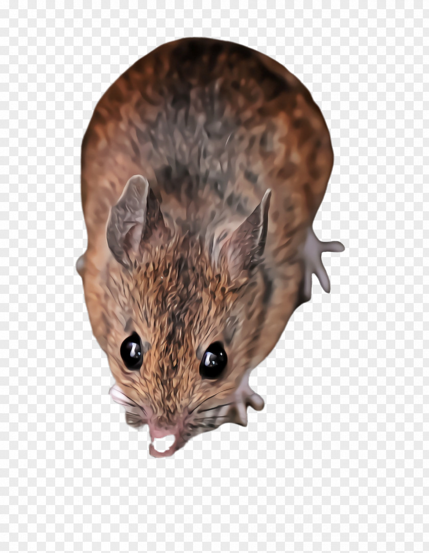 Grasshopper Mouse Gerbil Rat Muridae Muroidea Pest PNG