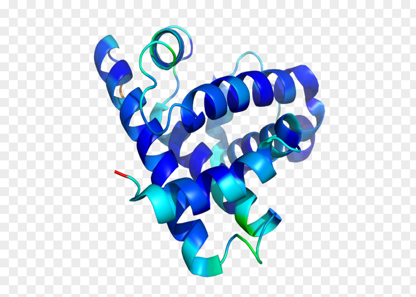 Protein Structure Myoglobin Peptide PNG