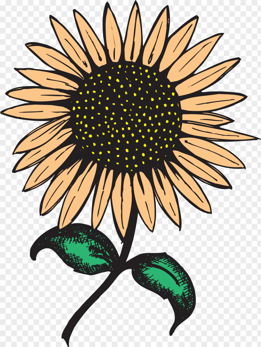 Sunflower Border Common Seed Food Chain PNG