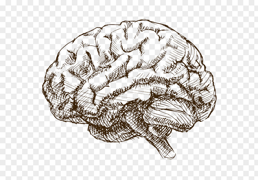 Brain Vector Graphics Sketch Drawing Stock Illustration PNG