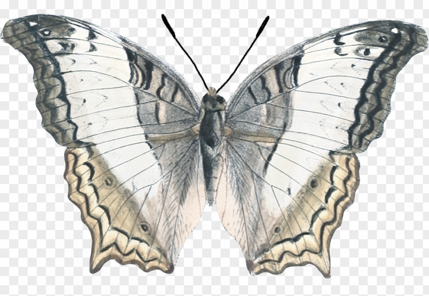 Butterfly Nymphalidae Google Images PNG