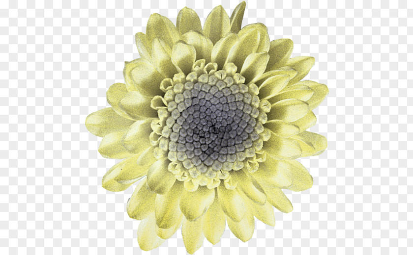 Chrysanthemum Transvaal Daisy Cut Flowers Petal PNG