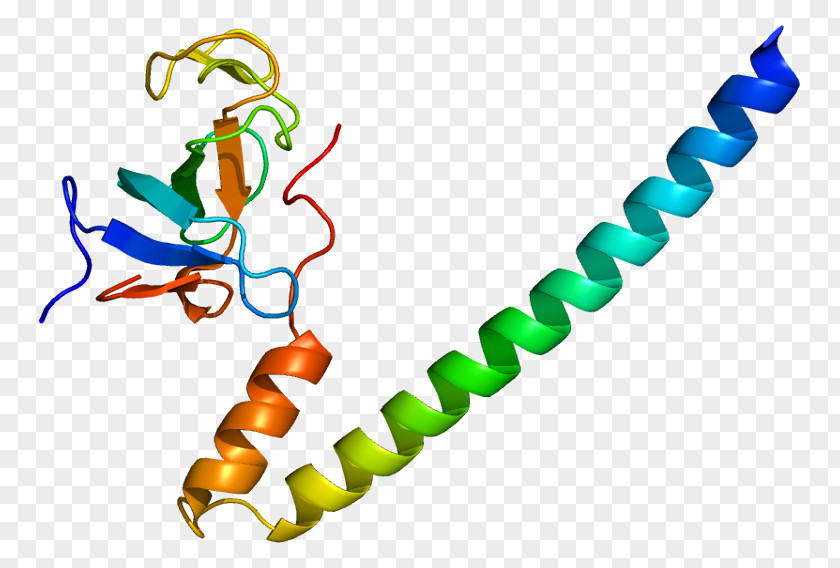 DCTN1 Dynactin Dynein DCTN3 Protein PNG