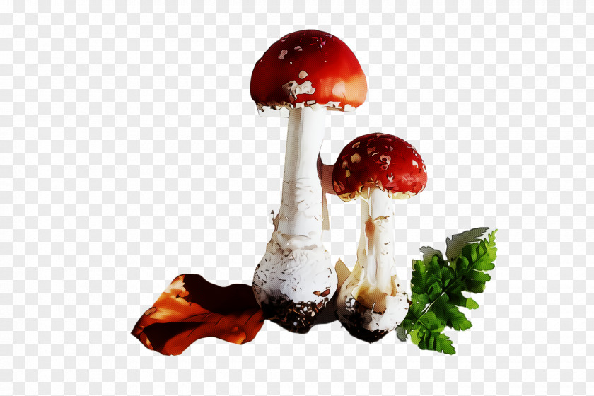 Matsutake Agaricomycetes Mushroom Agaric Fungus Agaricus Medicinal PNG