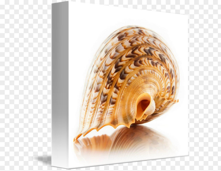 Seashell Cockle Conchology Charonia Tritonis Sea Snail PNG