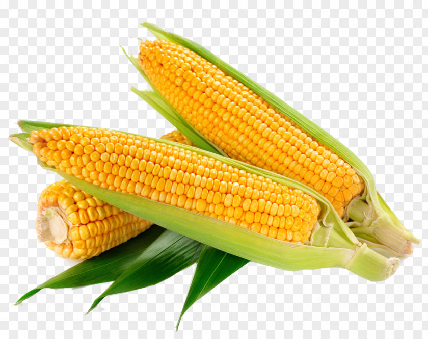 Yellow Corn Waxy On The Cob Sweet Corncob Ear PNG