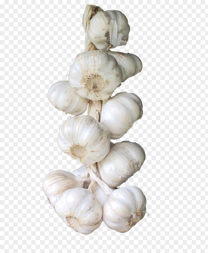 A String Of Garlic HD Clips Elephant Vegetable Condiment PNG