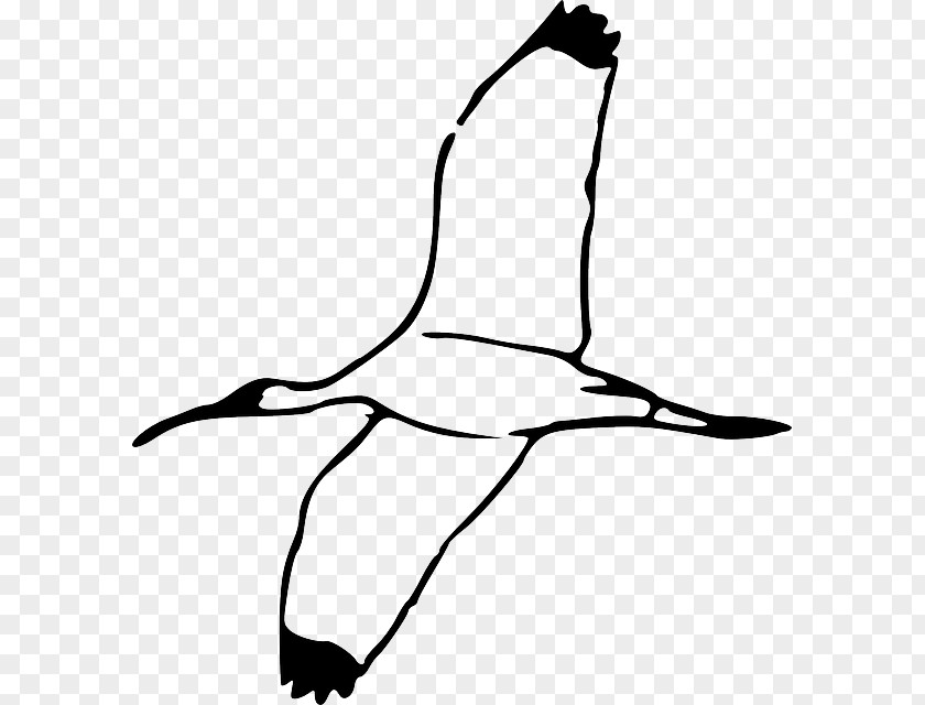 Bird Bald Eagle Clip Art Ibis Vector Graphics PNG