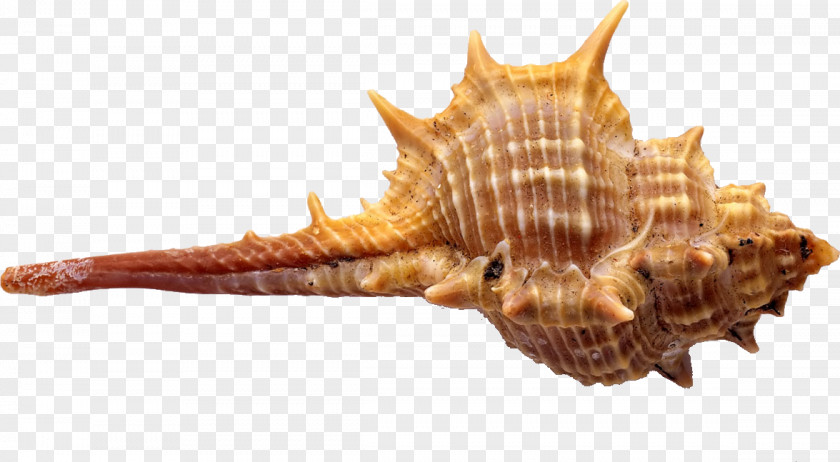 Conch Seafood Seashell Euclidean Vector PNG
