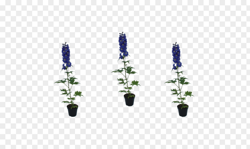 Delphinium Cut Flowers Cobalt Blue Lavender PNG