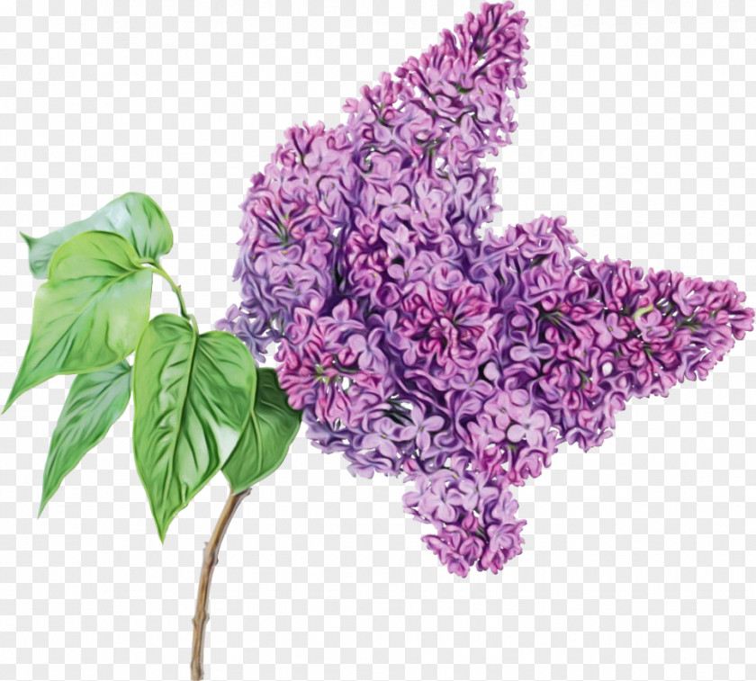 Flower Lilac Plant Purple PNG