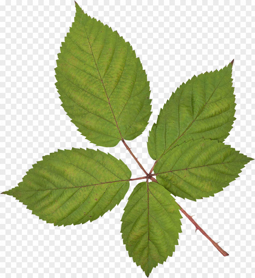 Green Leaves Leaf Vecteur Branch PNG