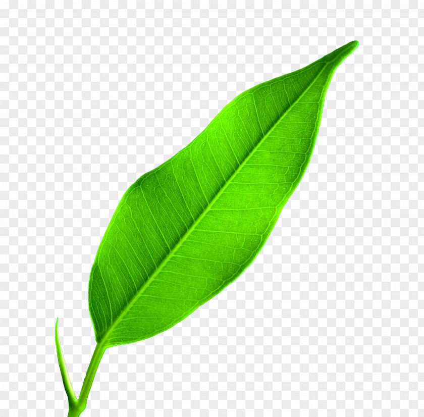 Leaf Google Images Wallpaper PNG
