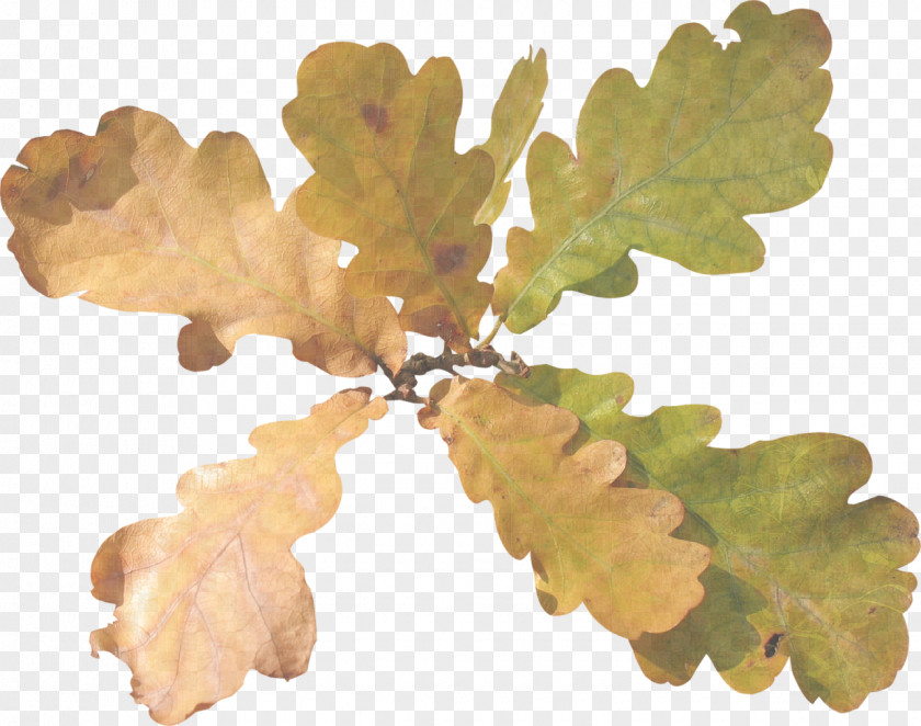 Acorn Tree Leaf Oak Clip Art PNG