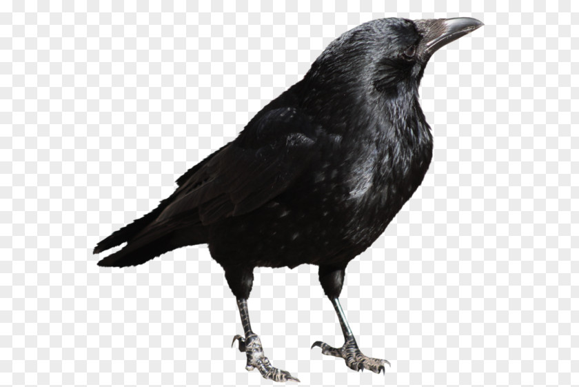 Aves American Crow Clip Art PNG