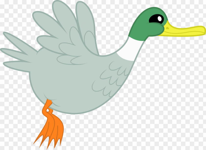 Duck Vector Bird Anatidae Clip Art PNG