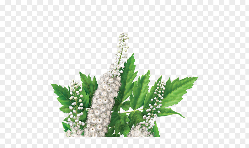 Tea Leaves Dietary Supplement Herbal Actaea Racemosa PNG
