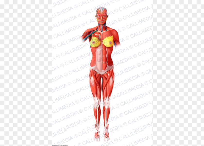 Woman Homo Sapiens Muscle Blood Vessel Human Body Muscular System PNG