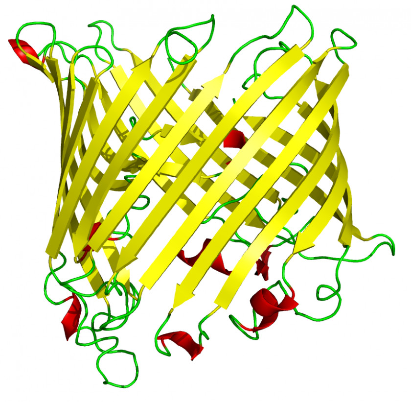 Cartoon Bacteria Beta Barrel Sheet Porin Antiparallel Hydrogen Bond PNG