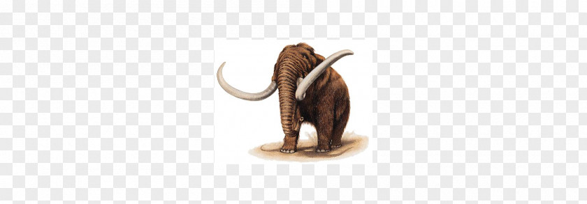 Elephant Indian Mammoth Wildlife Terrestrial Animal PNG