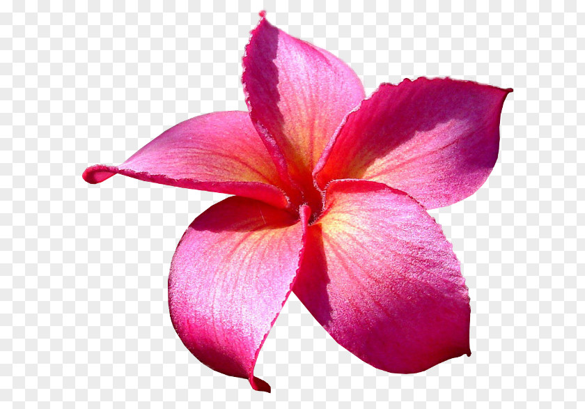 Flower Frangipani Clip Art PNG