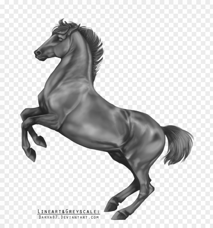 Lipizzan Stallion Arabian Horse Grayscale Black And White PNG