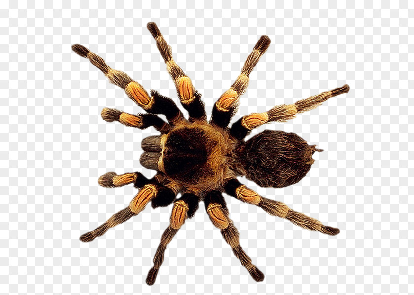 Spider Image Butterfly Southern Black Widow Tarantula PNG