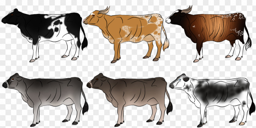 Swiss Cow Wallpaper Dairy Cattle Zebu Ox Clip Art Wildlife PNG