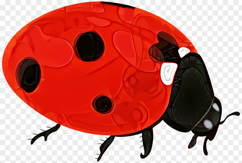 Beetle Product Design Lady Bird PNG