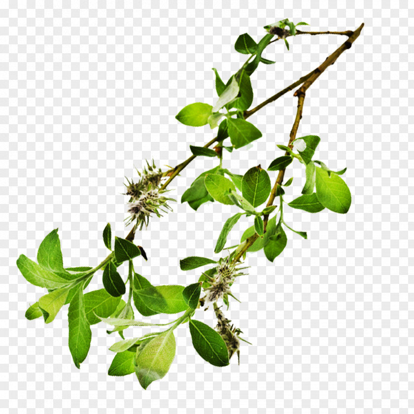 Decorative Plants Google Images Icon PNG