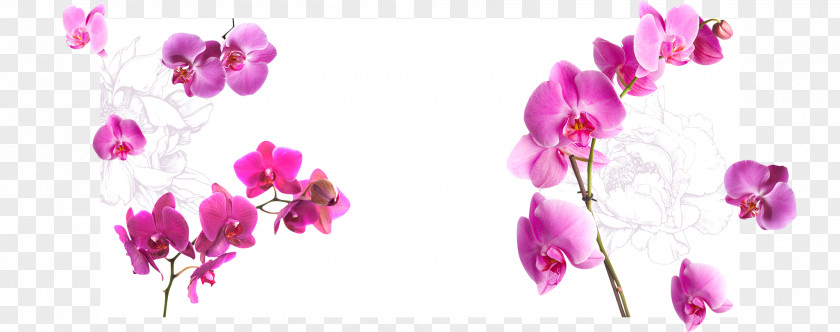 Flower Orchids PNG