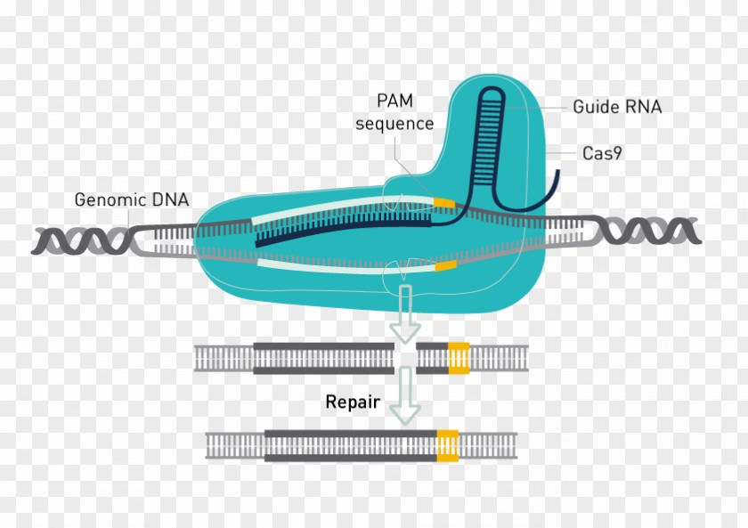 Guide Rna Trk Receptor Glioma Neuron PNG