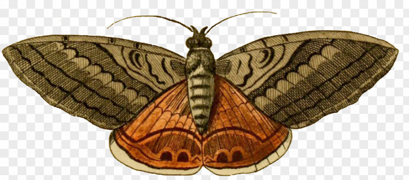 Luna Moth Butterfly Clip Art PNG