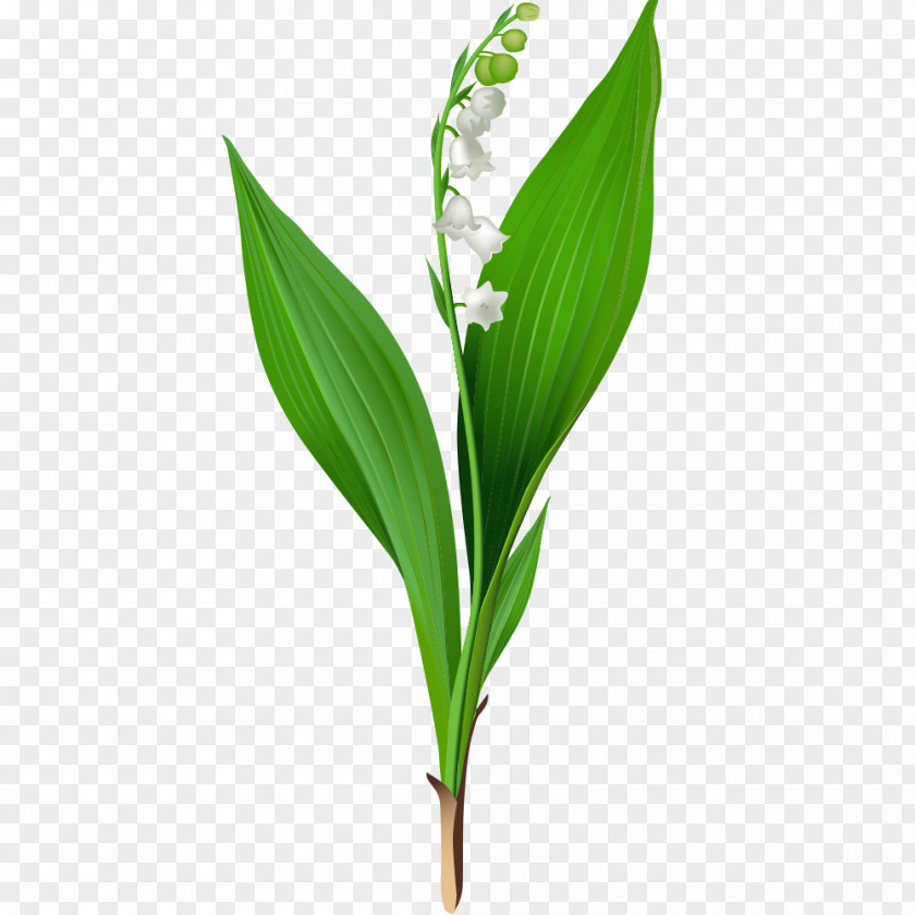 White Plant Flower Vector Graphics Clip Art Floral Design Illustration PNG