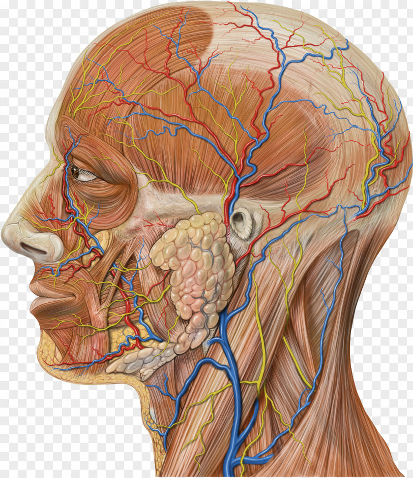 Anatomy Maxillary Artery Veins Superficial Temporal Vein Retromandibular PNG