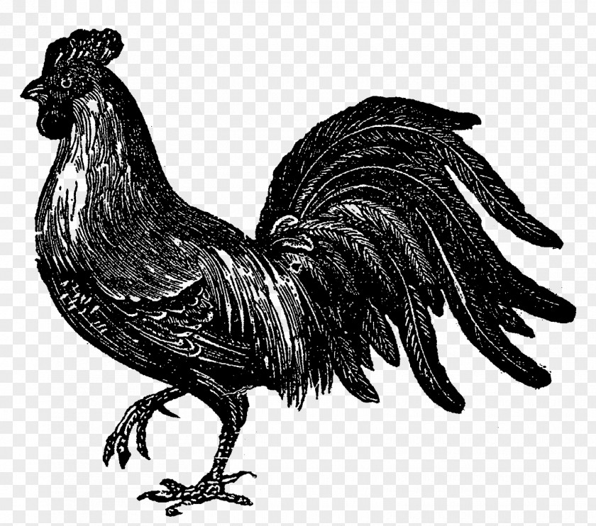 Chicken Rooster Image Drawing Illustration PNG