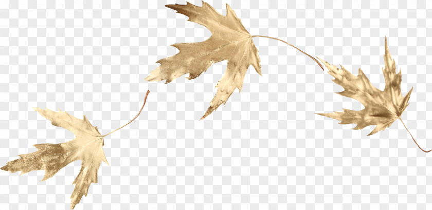 Gold Leaf Maple Clip Art PNG